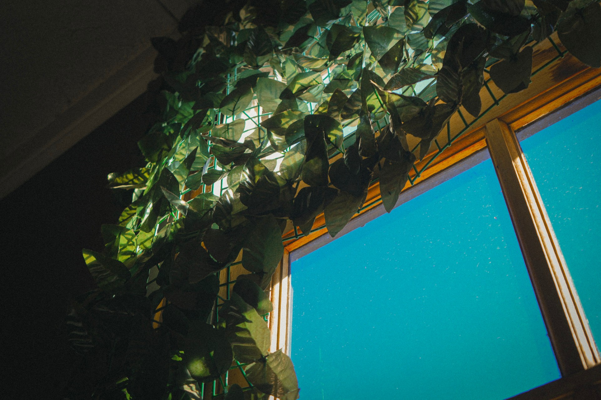 The green wall and window light